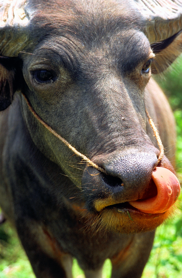 Water buffalos face