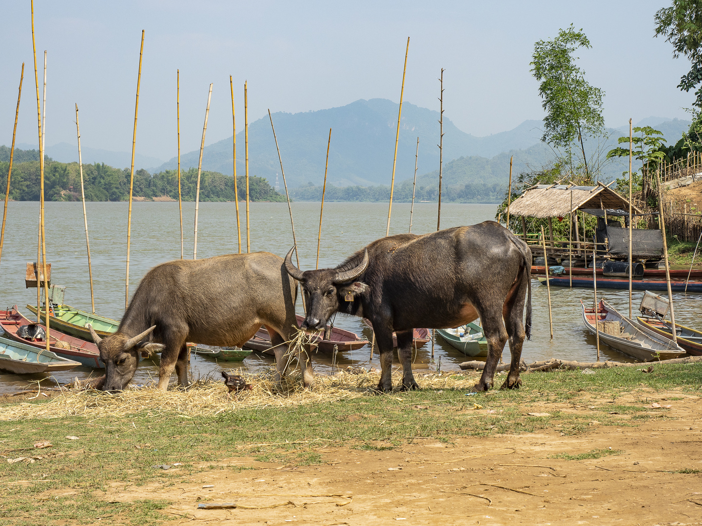 water buffalos @ the Mekong River