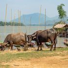 water buffalos @ the Mekong River