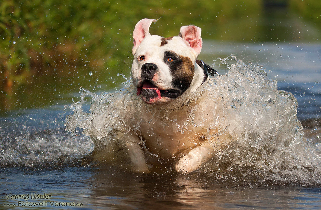 Water-Bulldog