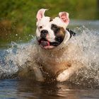 Water-Bulldog