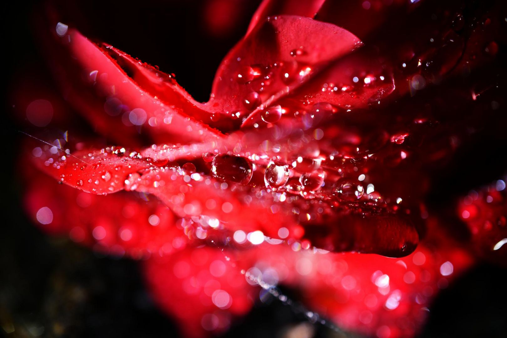 Water catching bloom of a rose