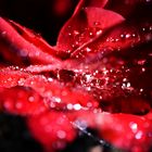 Water catching bloom of a rose