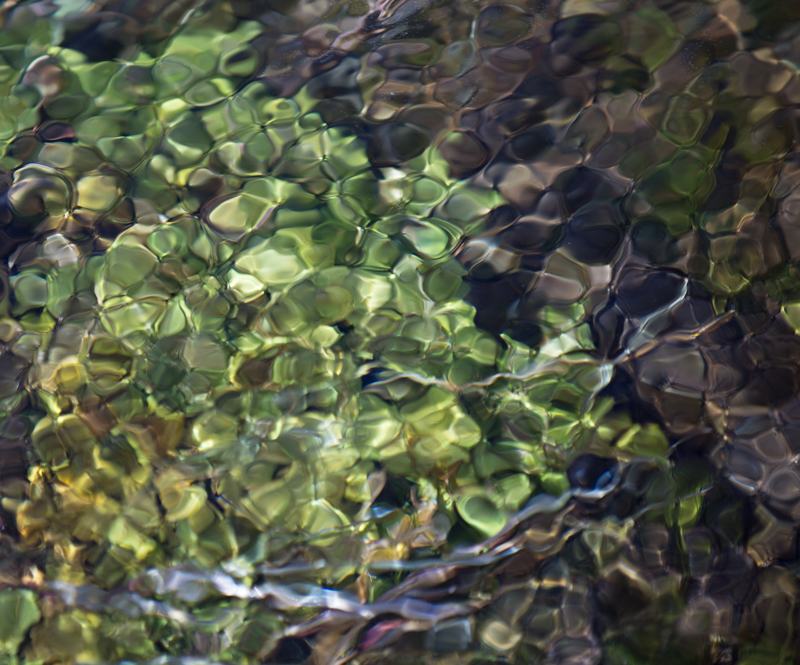 Water Clover