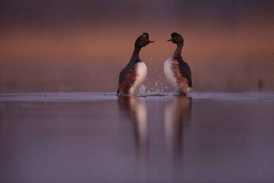 Water dance