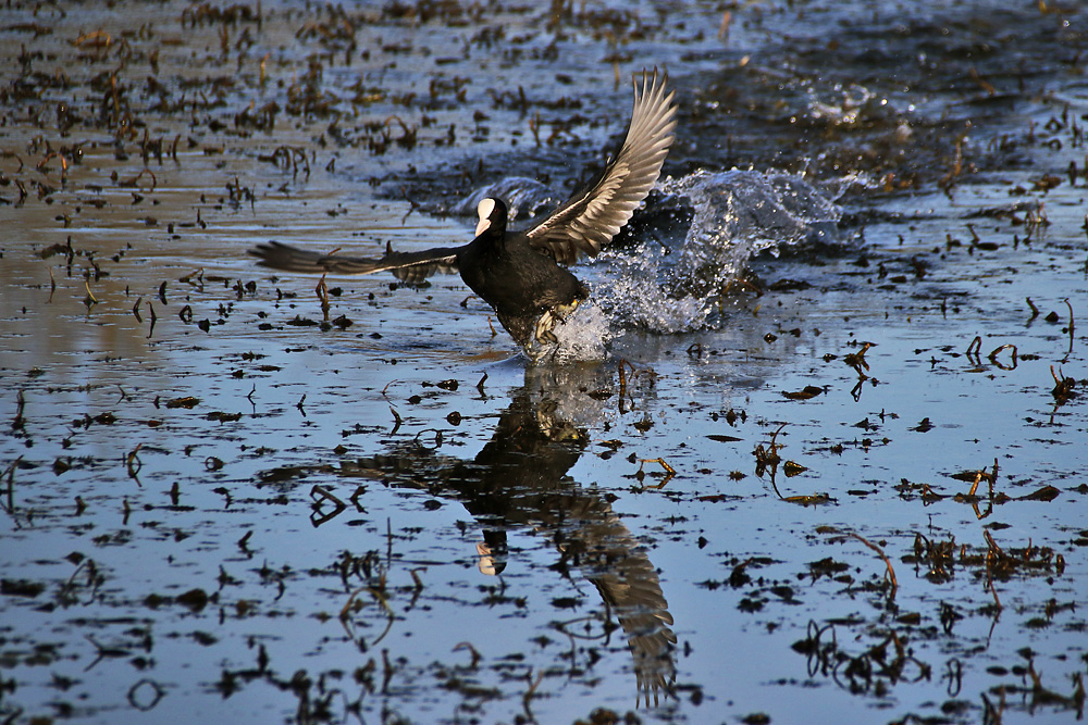 water-dance