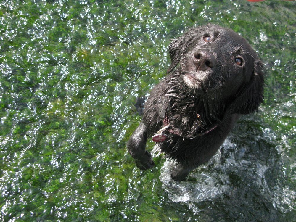 Water-Dog