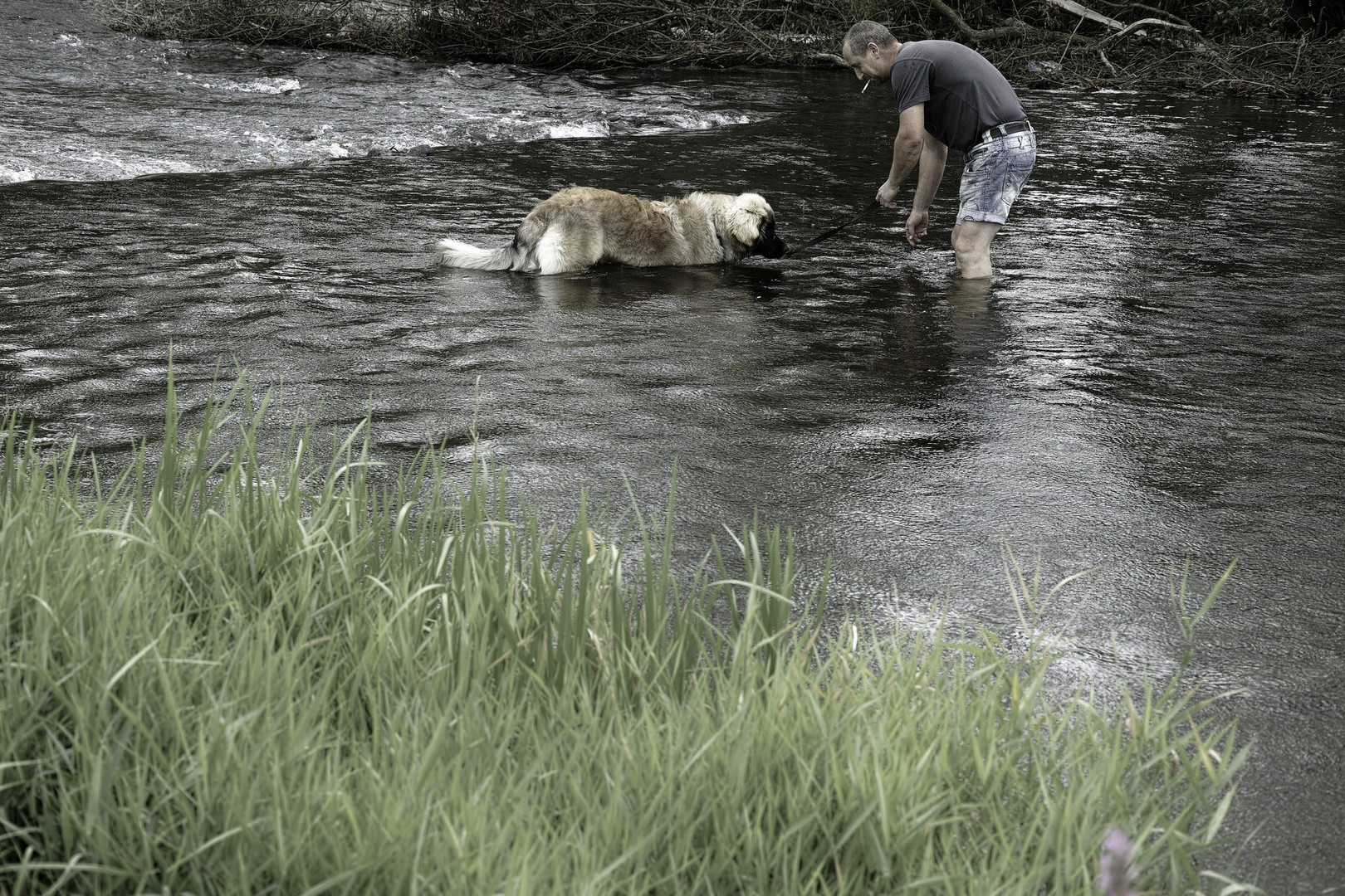 Water Dog