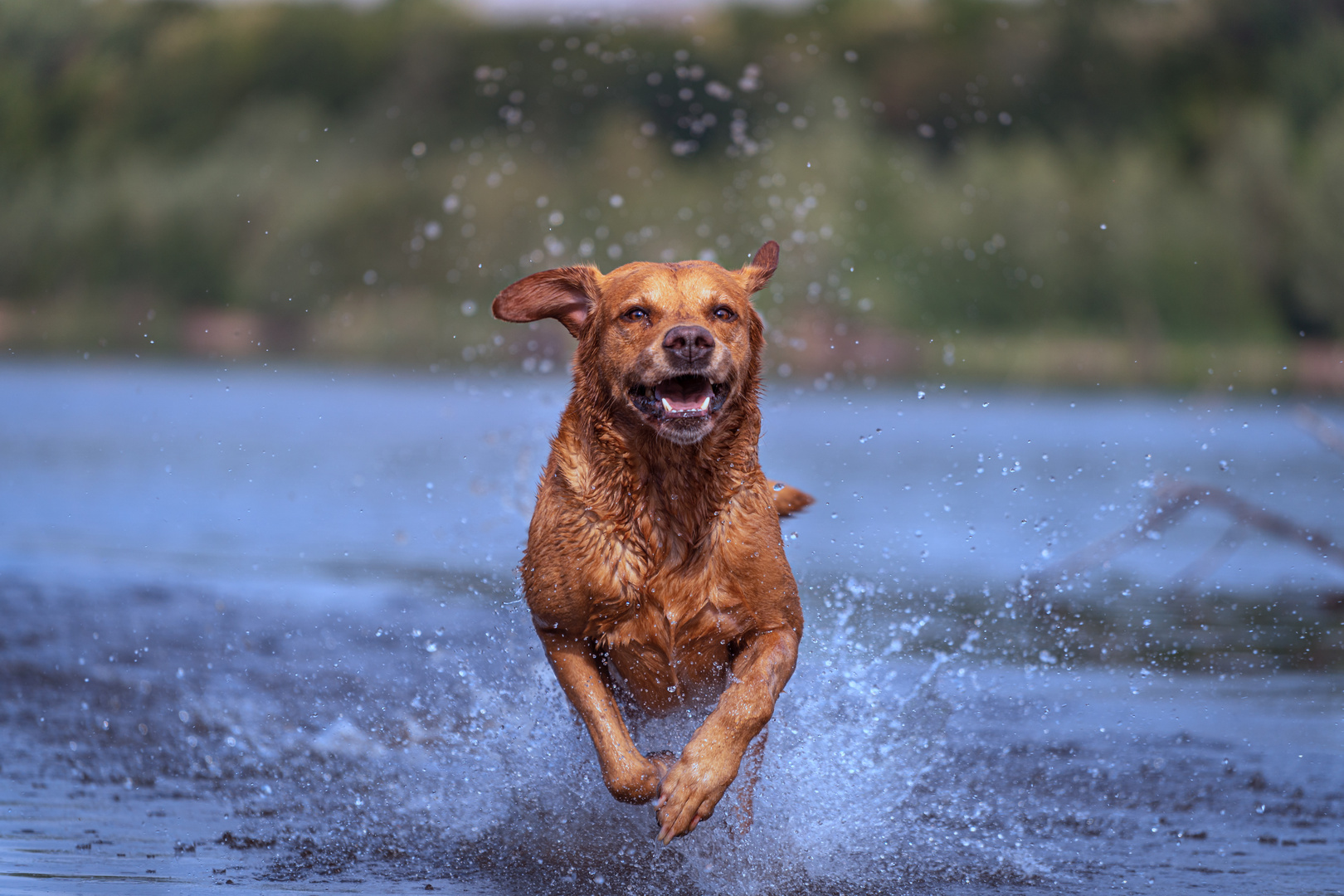 Water-Dog