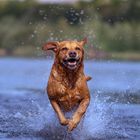 Water-Dog