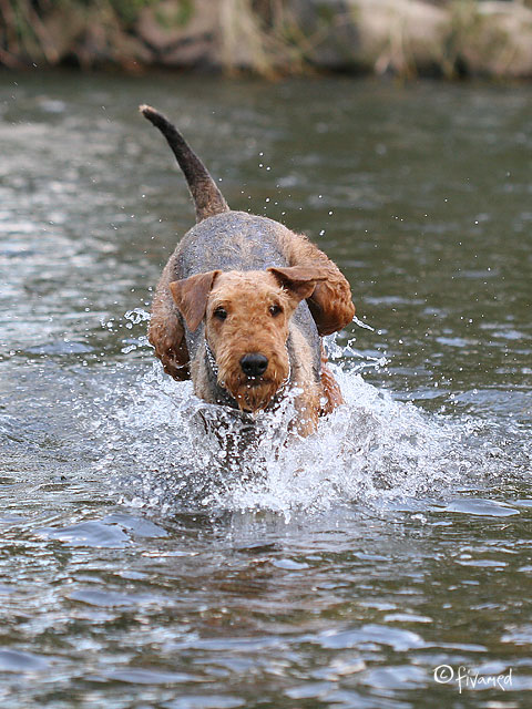 Water-dog
