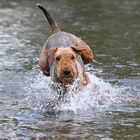 Water-dog