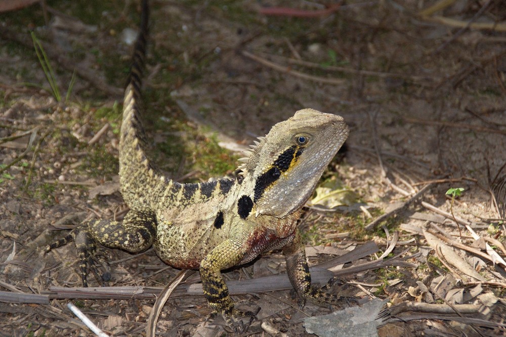 Water Dragon