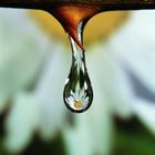 Water drop-1