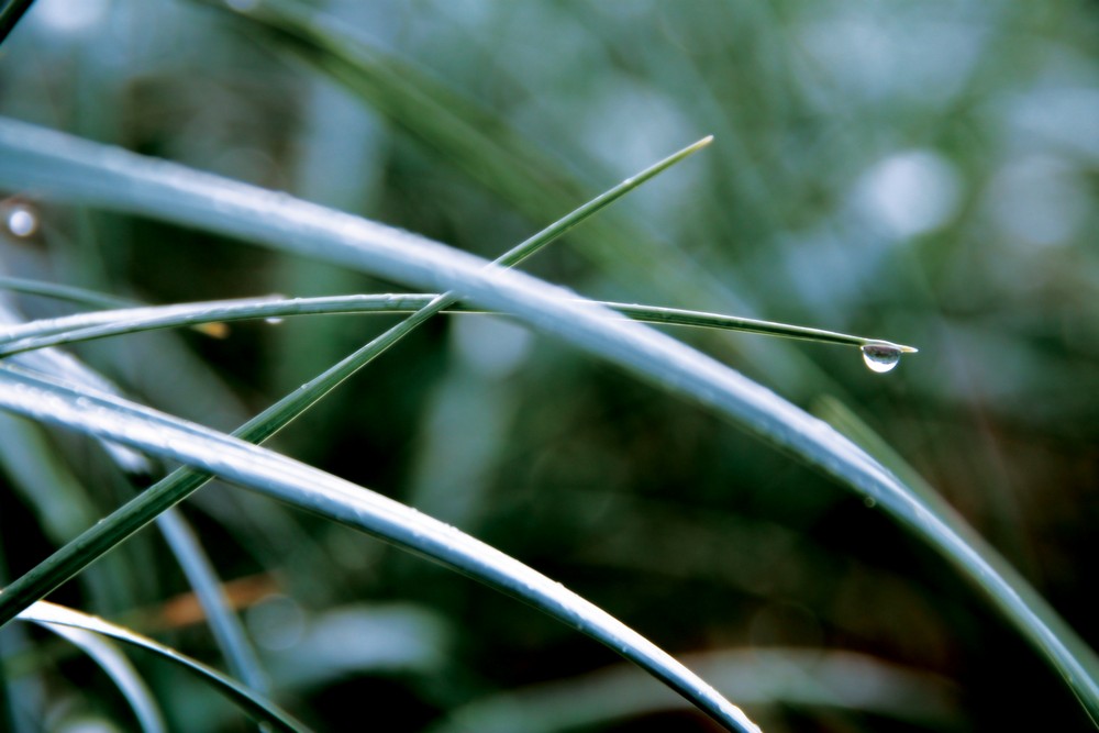 Water drop