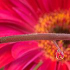 Water Drop