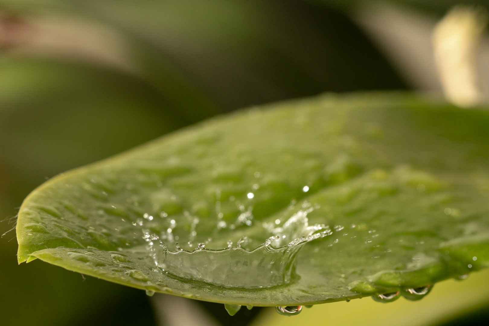 water drop