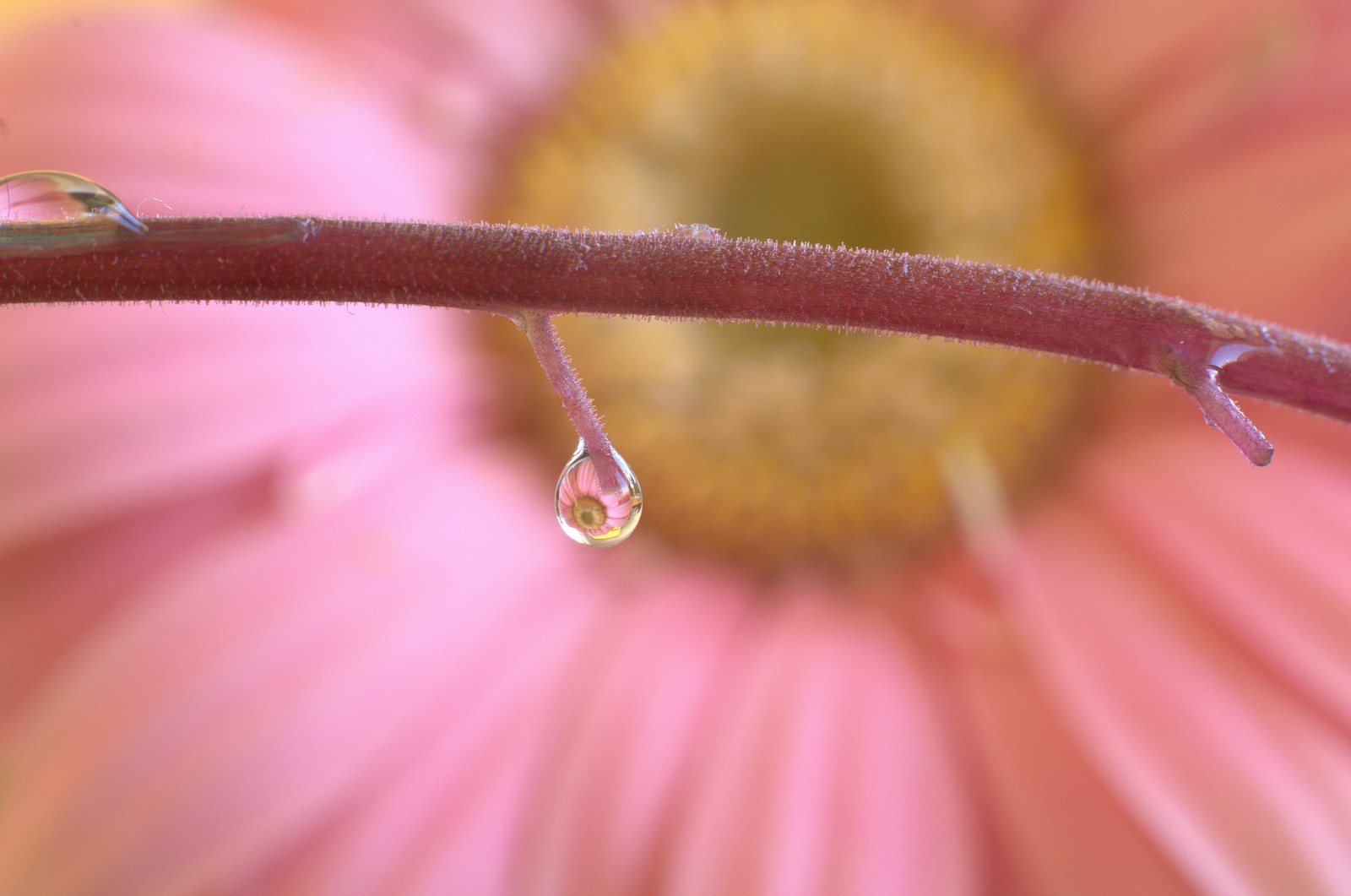 Water drop