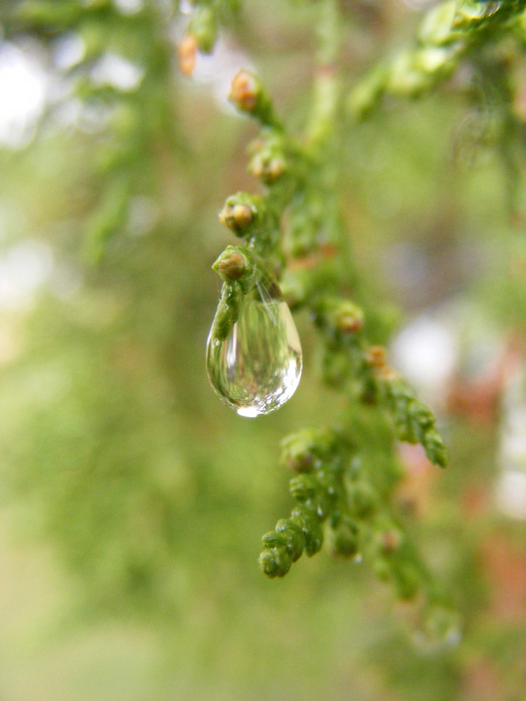 Water Drop