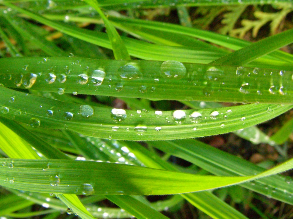 Water Drop