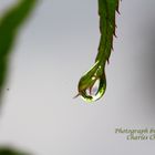 Water Drop