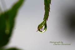 Water Drop