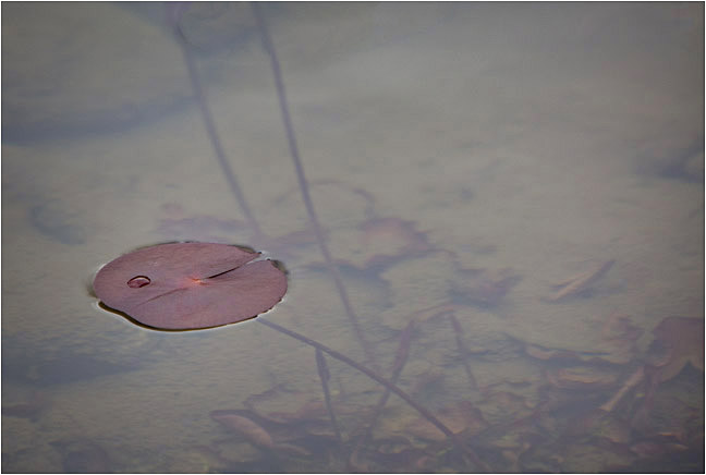 Water Drop 