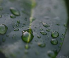 •water drop leaf•