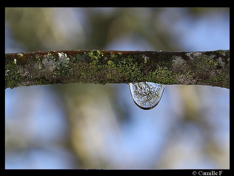 Water Drop Nature