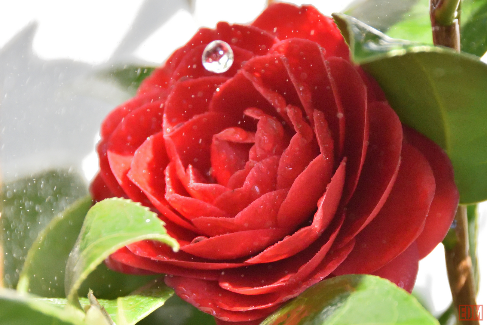 Water Drop on Camelia flower