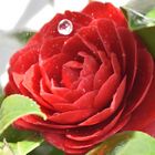 Water Drop on Camelia flower