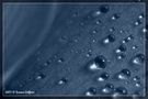 IT: Water drop on petal von Simone Colferai 