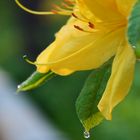 Water drop on the leaf of Rhododendron