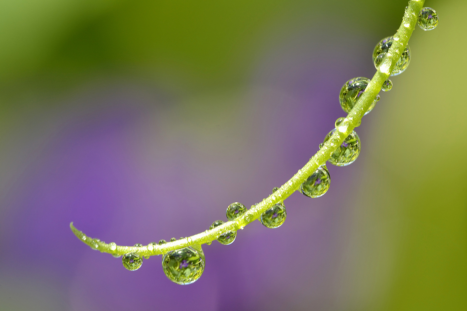 Water drops