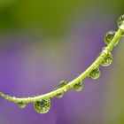 Water drops