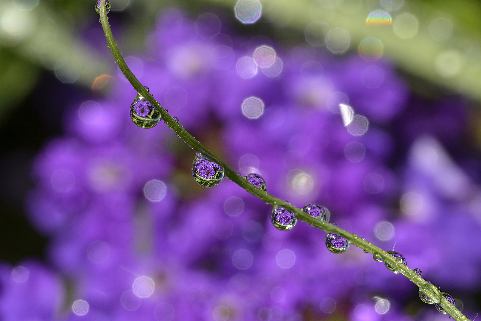 Water drops 2