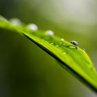 water drops 5