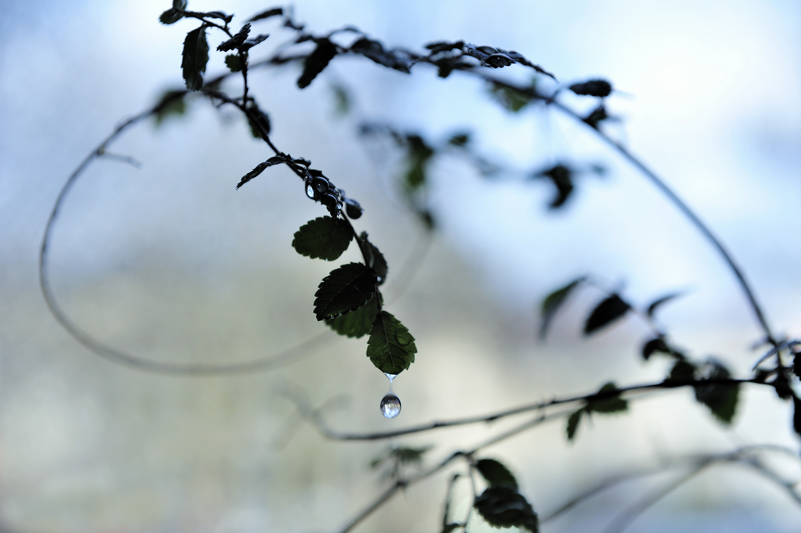 water drops