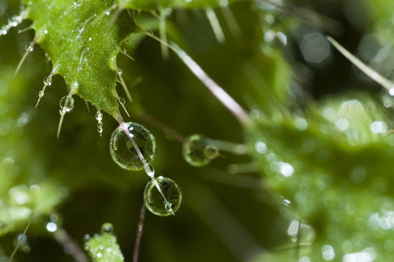 Water Drops