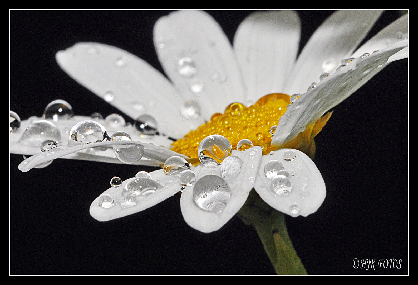 Water Drops