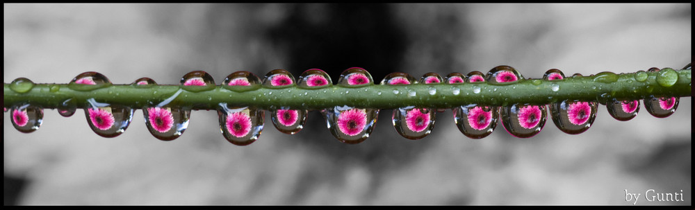 Water Drops