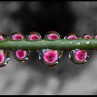 Water Drops