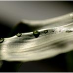 water drops