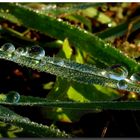 Water drops