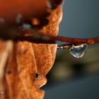 Water Drops