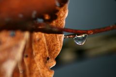 Water Drops