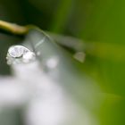 water drops