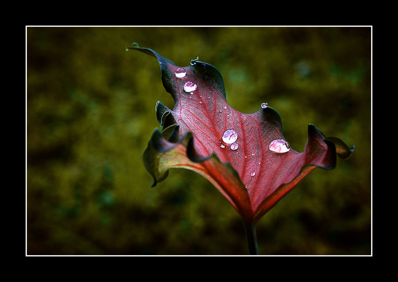 water drops