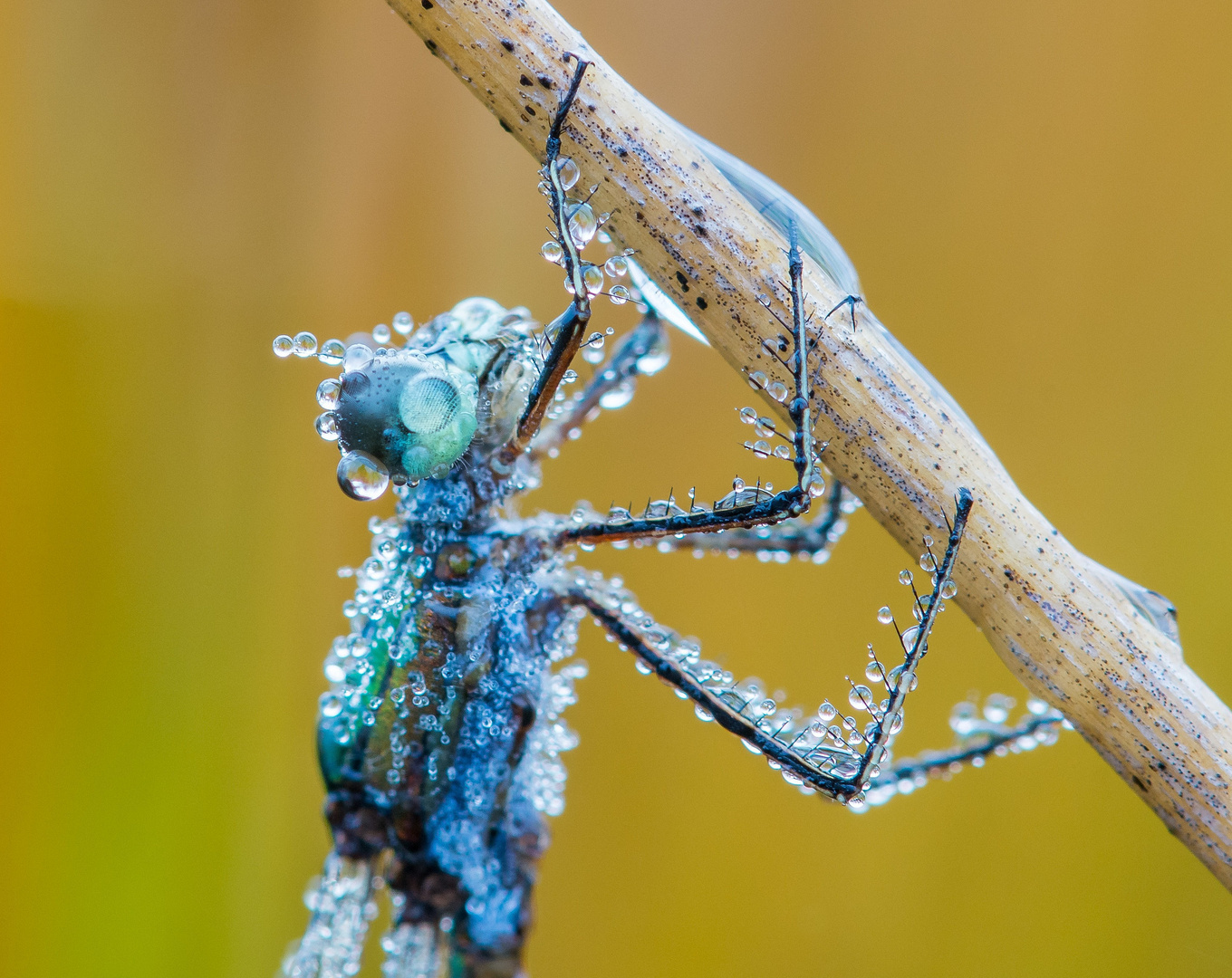 Water Drops