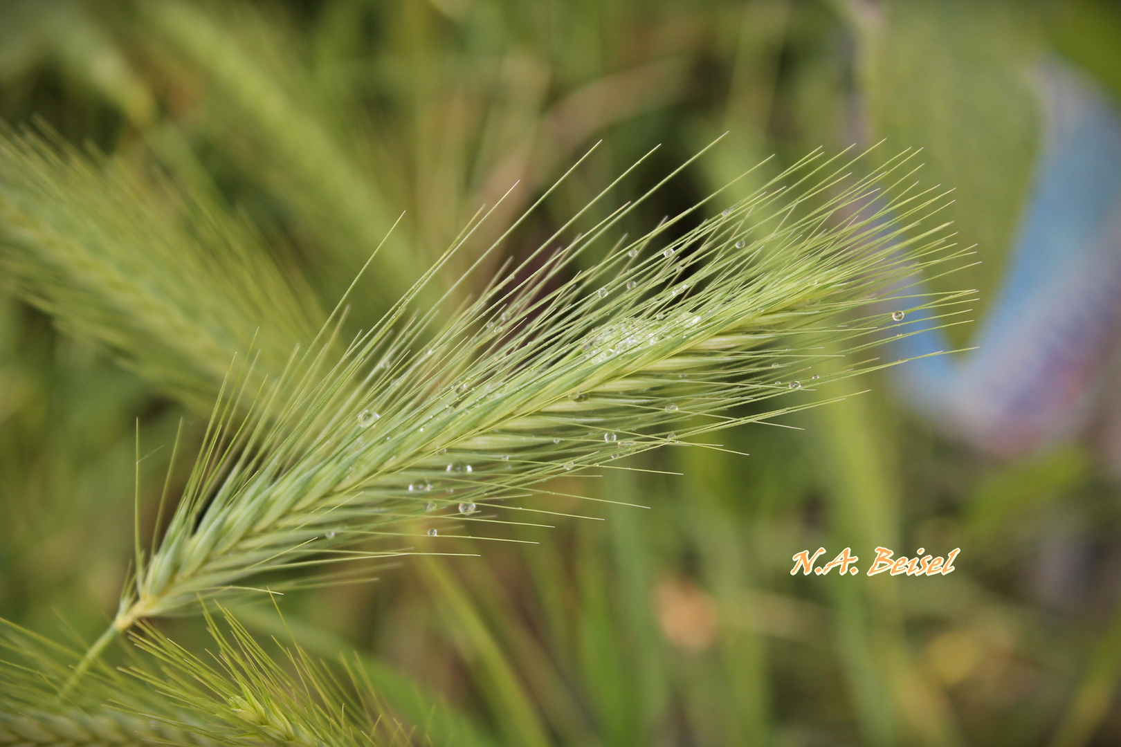 Water Drops